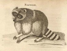 Raccoon, Peter Kalm, Travels in North America