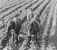 Black farmer, Mississippi, 1936