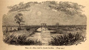 View of a rice field in South Carolina.