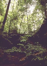 Bankhead National Forest, Alabama