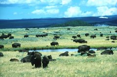 Bison herd, Yellowstone National Park