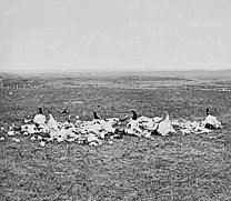 Buffalo bones, 1870