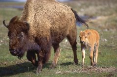 Bison cow and calf