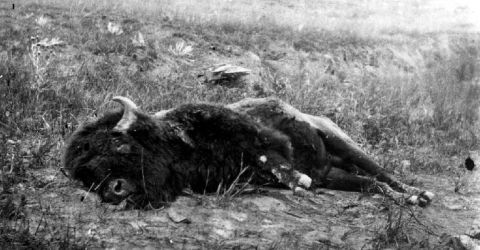 Dead buffalo, 1873