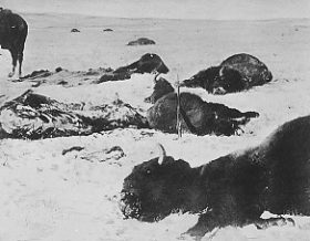 Buffalo dead in the snow, 1872