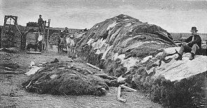 Buffalo hide yard, Dodge City, Kansas, 1878