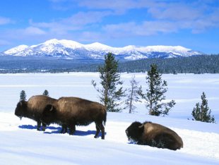 Buffalo, Yellowstone National Park