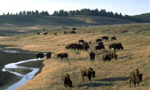 Buffalo on the range