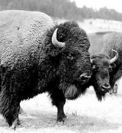 Buffalo at Wind Cave National Park, 1936