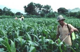 Farmer spraying maize crop with pesticide, Nicaragua, 1991