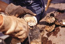 EPA researchers collect oysters to check for pesticide residue, Florida, 1972