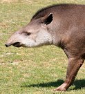 Tapir