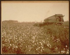 Cotton fields in Mississippi