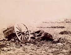 Dead mule on battlefield, Gettysburg, Pennsylvania,
July 1863