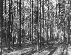 Loblolly pines, Virginia, 1939