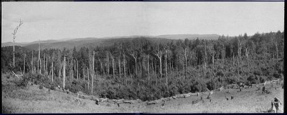 Pine region, West Virginia, c. 1892