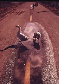 Ducks in road, Washington