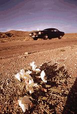 Nevada wildflowers