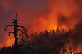 Hash Rock Fire, Oregon, August 2000