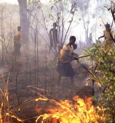 Planned bush fires, Central African Republic, 1987