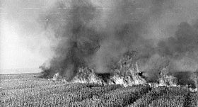 Burning stubble in a wheat field, 1941