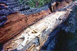 Pine burned in 1998 Mexico fires