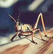 Grasshopper