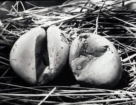 Ibis eggs unhatched due to DDT poisoning, 19970